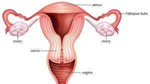 A Complete Guide To Women's Reproductive System.