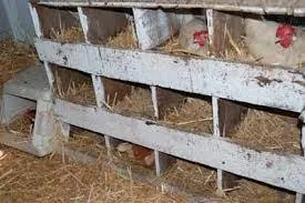 Nests Reasons for poor hatchability of eggs (new)