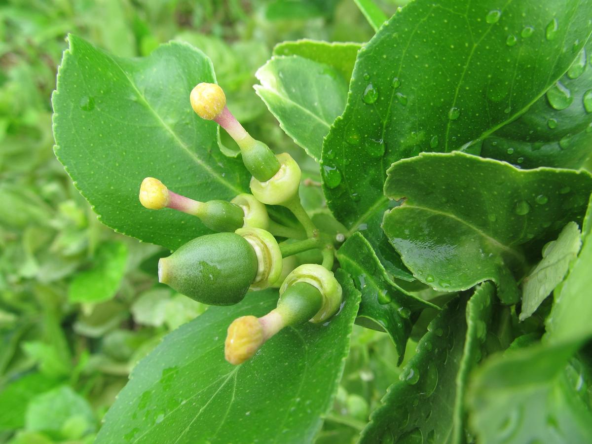 Riverine Parks Lemon (Citrus limon)