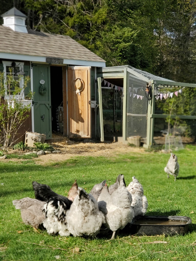 Five Things your Chickens DON'T Need this Summer - Fresh Eggs Daily ...