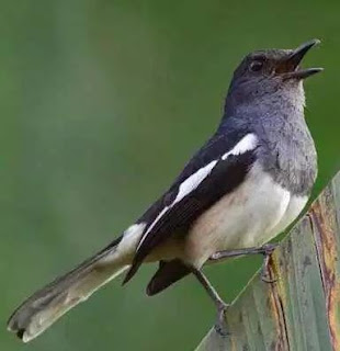 Download Bunyi Kacer Betina Sebagai Alat Pancing Bagi Kacer Jantan