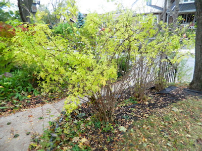 Toronto Beach Hill Fall Garden Cleanup Before by Paul Jung Gardening Services--a Toronto Gardening Company Toronto Beach Hill Fall Garden Cleanup Before by Paul Jung Gardening Services--a Toronto Gardening Company