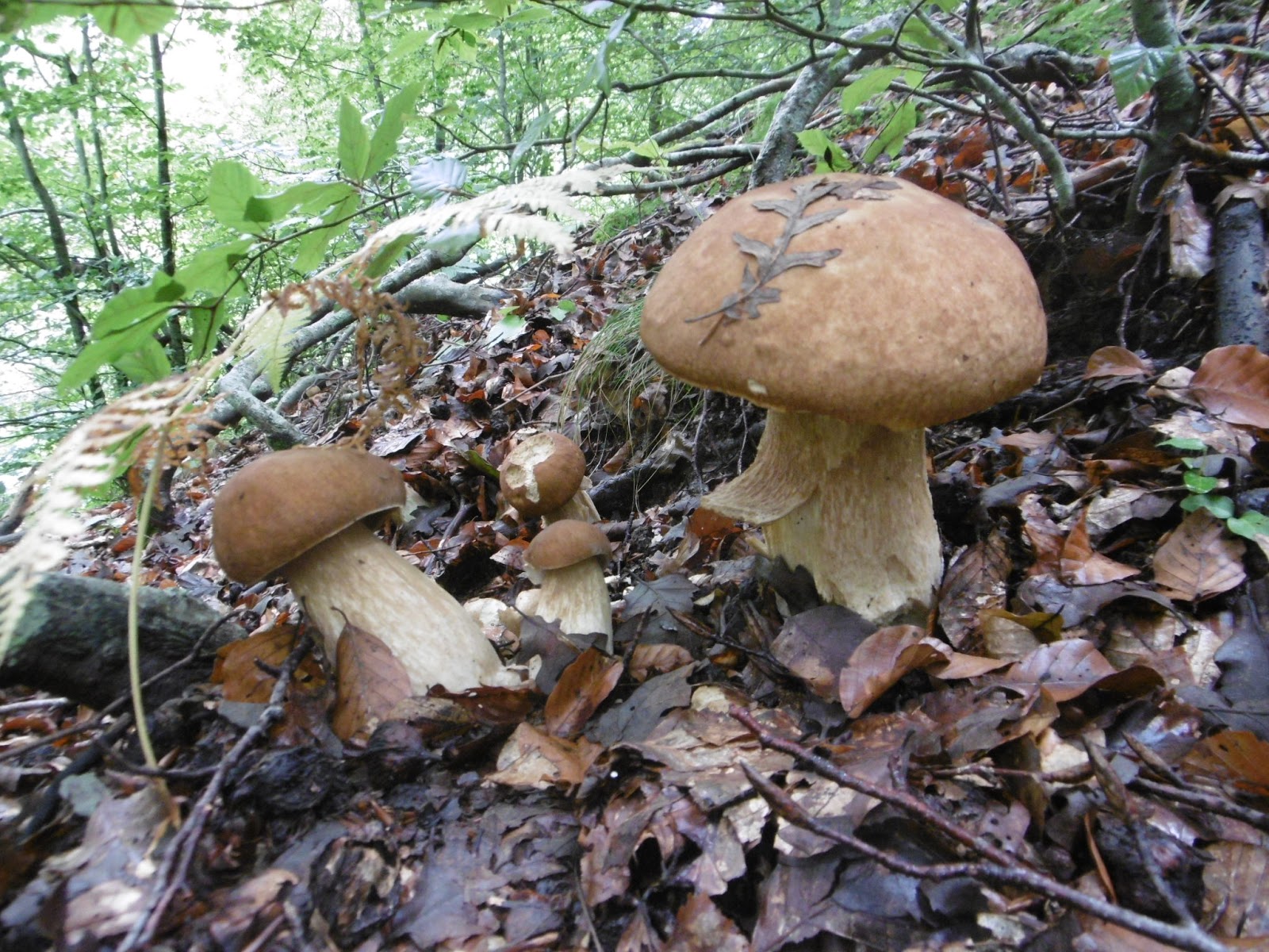 Prevedere l'uscita dei porcini