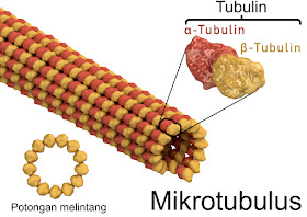 Fungsi mikrotubulus