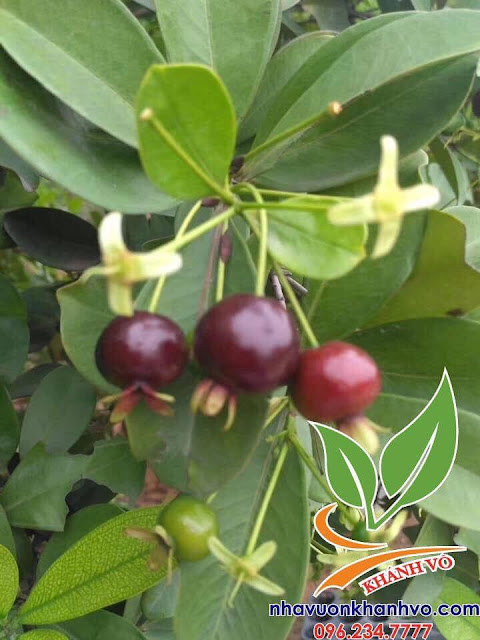 Cây cherry Brazil trồng chậu dễ trồng tại nhà 54419866_121466645616666_5548238147382411264_n%2B-%2BCopy