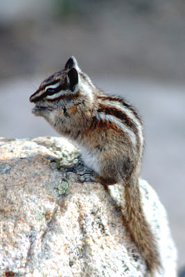 Ardilla rayada de Uinta Neotamias umbrinus