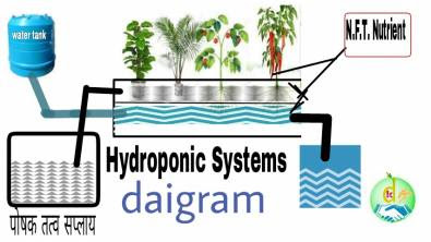 hydroponics farming 