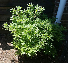 Future Plants By Randy Stewart Azalea Deciduous Hybrids