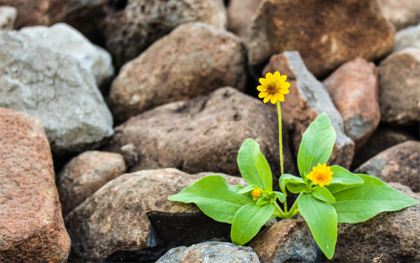 life- overcoming adversity - dealing with problems