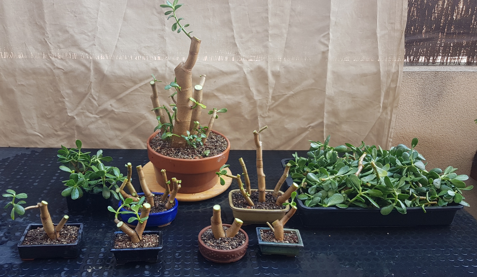 Pseudo bonsai (crassula ovata) 20200318_081410