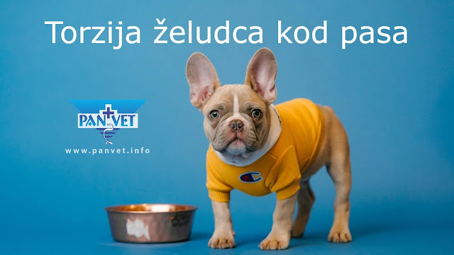 Torzija želudca kod psa nadimanje i uvrtanje