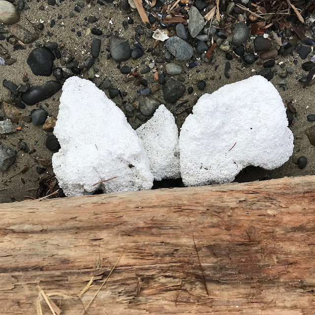 Styrofoam from docks pollution, Gibsons, BC