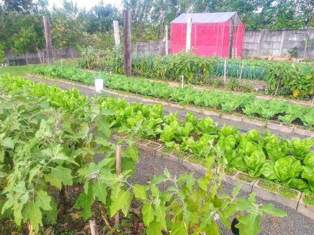 Prefeitura faz mais uma doação de hortaliças cultivadas pelo projeto Horta Solidária