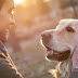 La amistad entre perro y hombre