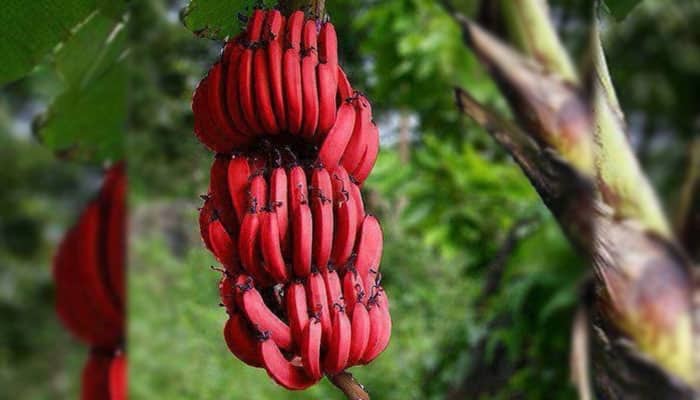 5 Fakta Unik Pisang Kidang (Pisang Merah) - CakWiCak