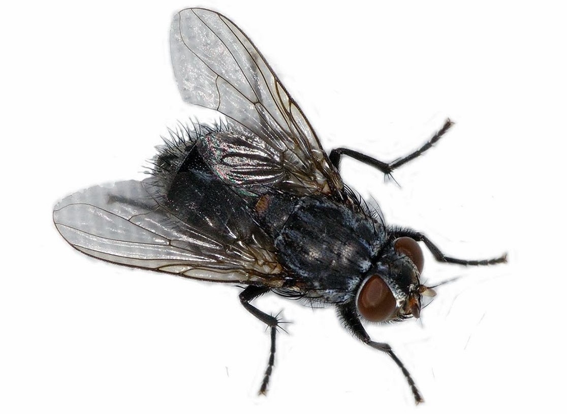 Housefly Insects World