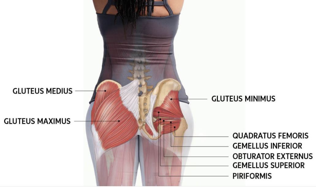 Anatomi Otot Gluteus Maximus Pada Pinggul Manusia SIPATILMUKU