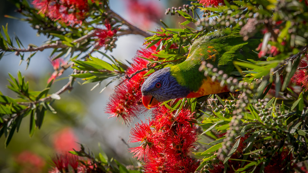 Rainbow lorikeet 