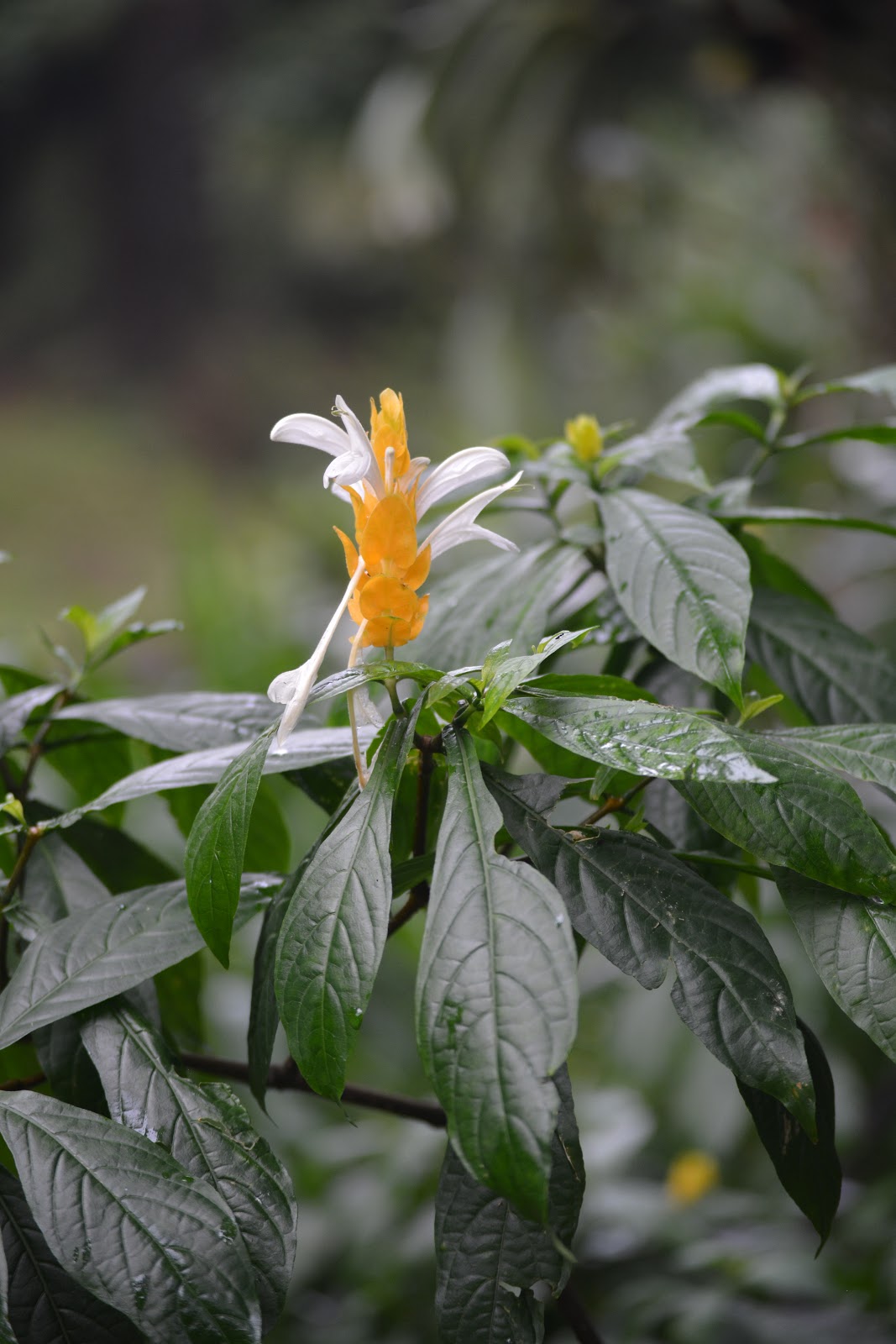 Tanaman Hias Bunga Lilin Lollipop Shopee Indonesia