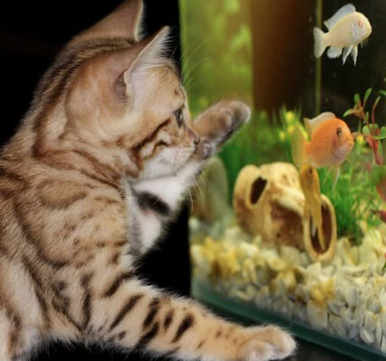 Enjoying the Therapeutic Benefits of Having an Aquarium at Home