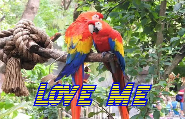Beautiful Love Birds Images Free Download Beautiful Love Birds Images Free Download