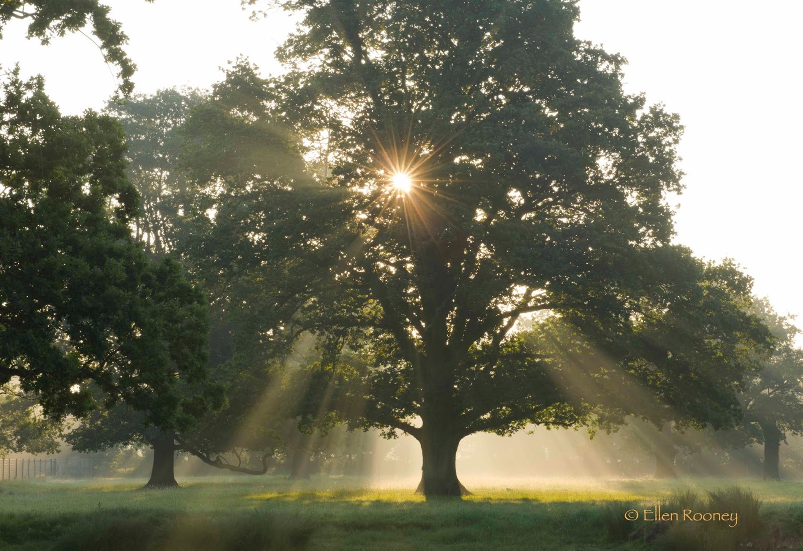 Summer Solstice HD Images, Wallpapers What's up Today