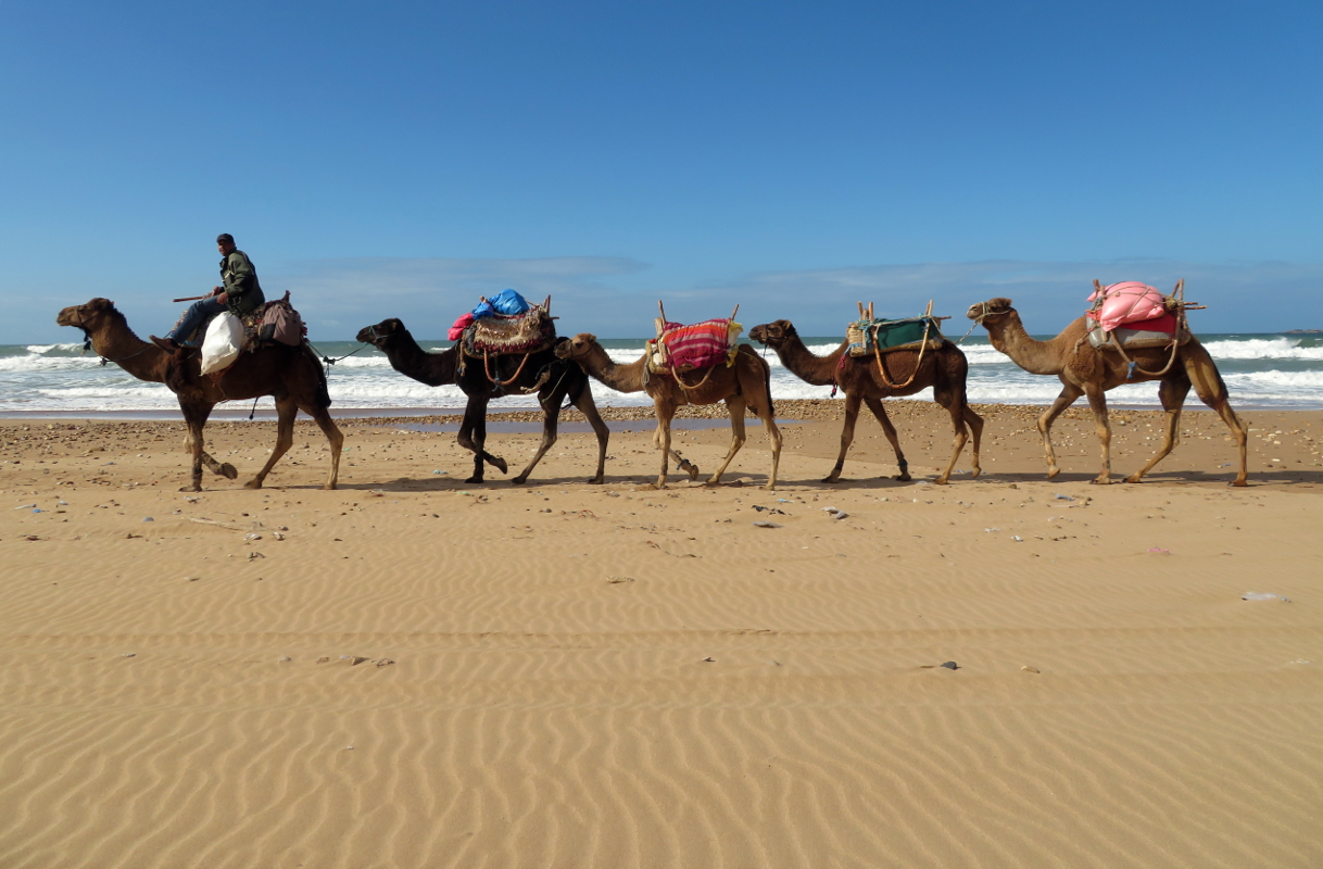 Груженые верблюды идут вдоль берега