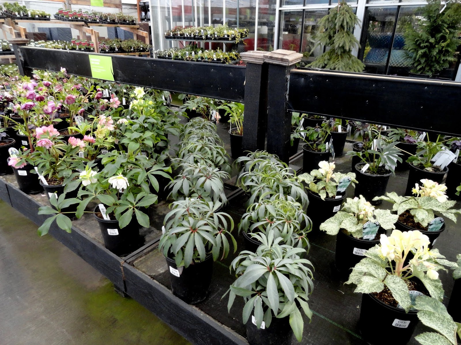 danger garden nursery visits on the way to Seattle...