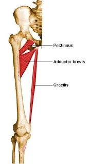 Hip adductors muscles in human body