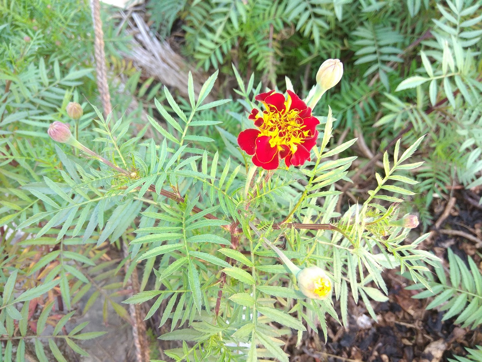 HD Nature Wallpaper. Merigold Flower