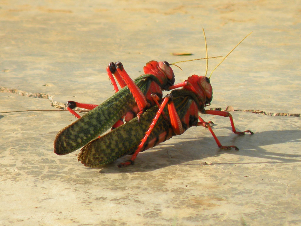 La Quigua: El Cheveve de Paraguaná