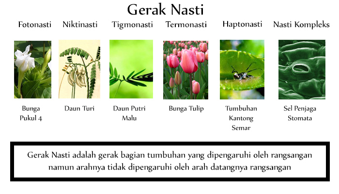 I. Gerak Pada Tumbuhan (3.Gerak Nasti)