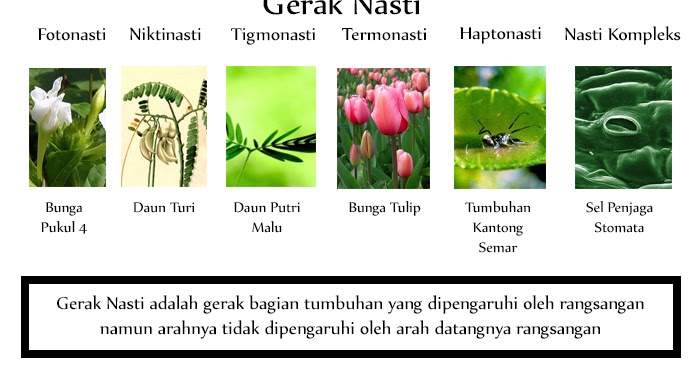 Pengetahuan Pengetahuan Gerak Nasti Pengetahuan Pengetahuan Gerak Nasti