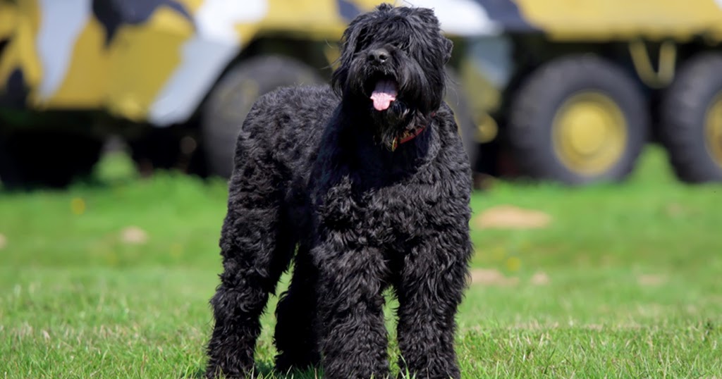 All You Need to Know About Black Russian Terrier Doglopedix