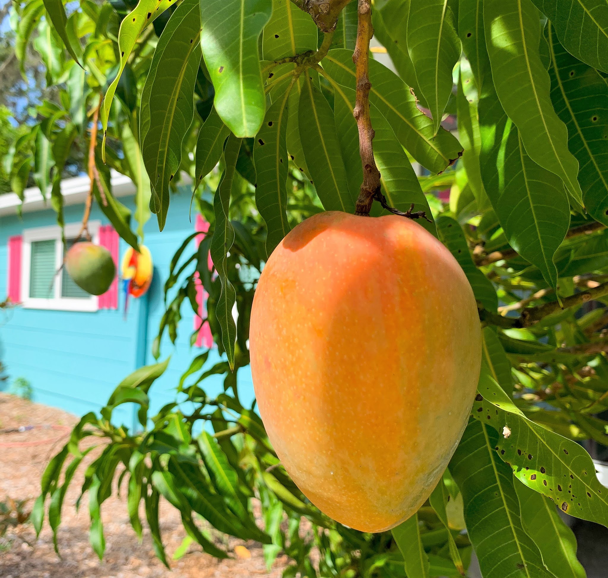 Photo journal...or whatever... Mango season