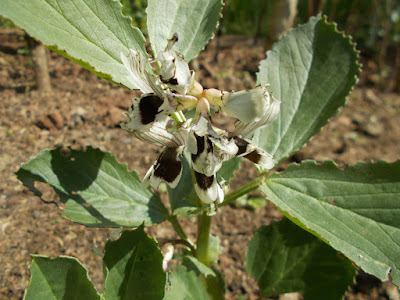 Broad Bean Flowers May 80 Minute Allotment Green Fingered Blog