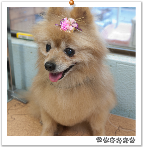 犬の美容室ピュアリー プードルスクール ヨーキー ポメラニアン Mix プードル パピヨン 柴犬 シーズー