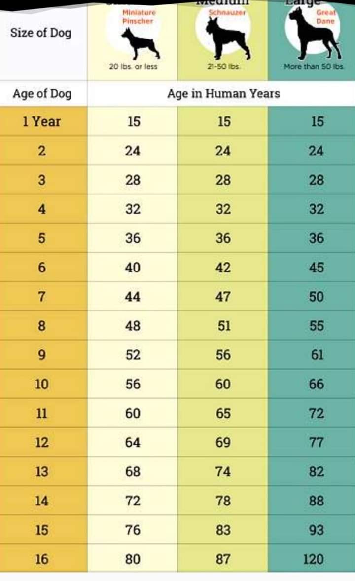 Βρείτε online την "ανθρώπινη" ηλικία του σκύλου σας