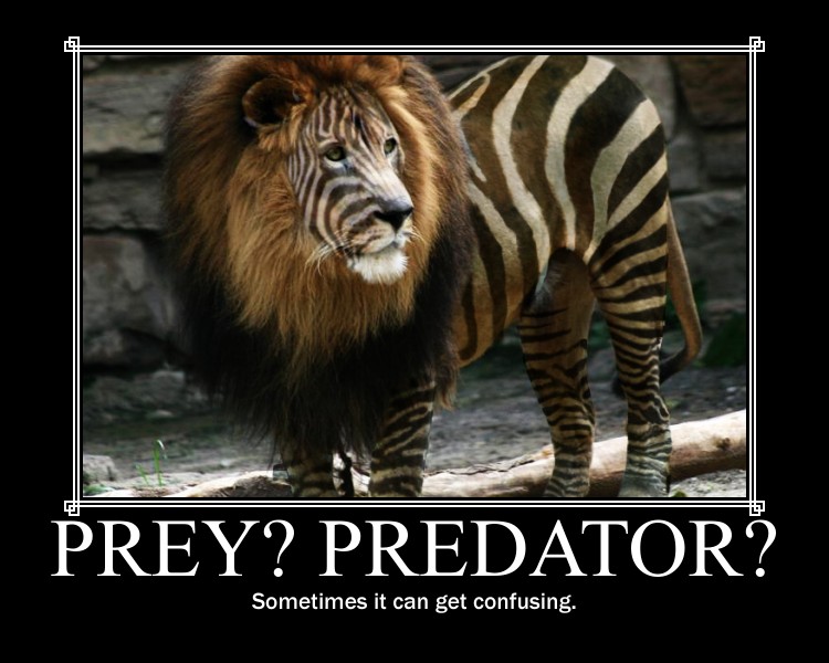 predator vs prey animals predator vs prey animals