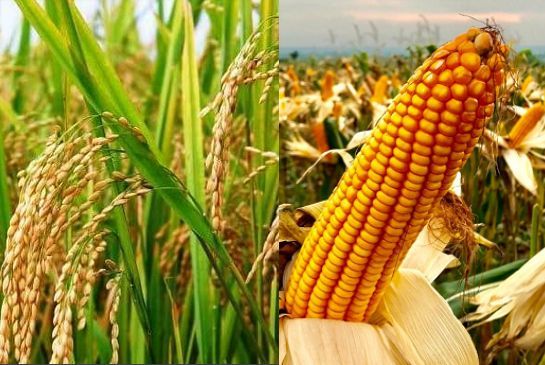 Produsen Benih Buah, Sayur, Padi, Jagung Jawa Timur