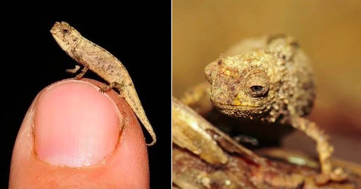 Scientists In Madagascar Discover The World's Tiniest Lizard No Bigger Than The Size Of A Seed