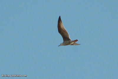 Gaviota patiamarilla (Larus michahellis)