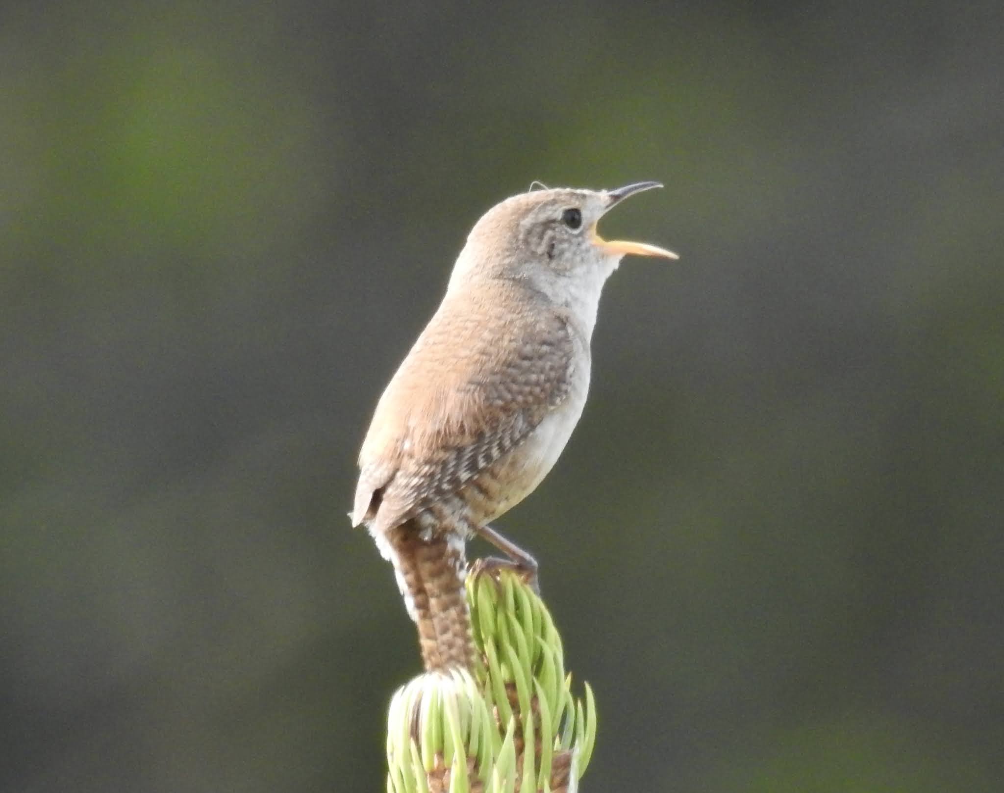 Bev's Nature Blog House Wren