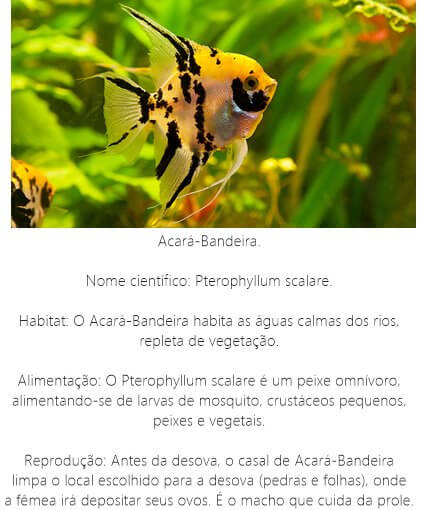 Peixe Acará Bandeira Peixe-Acara-Bandeira