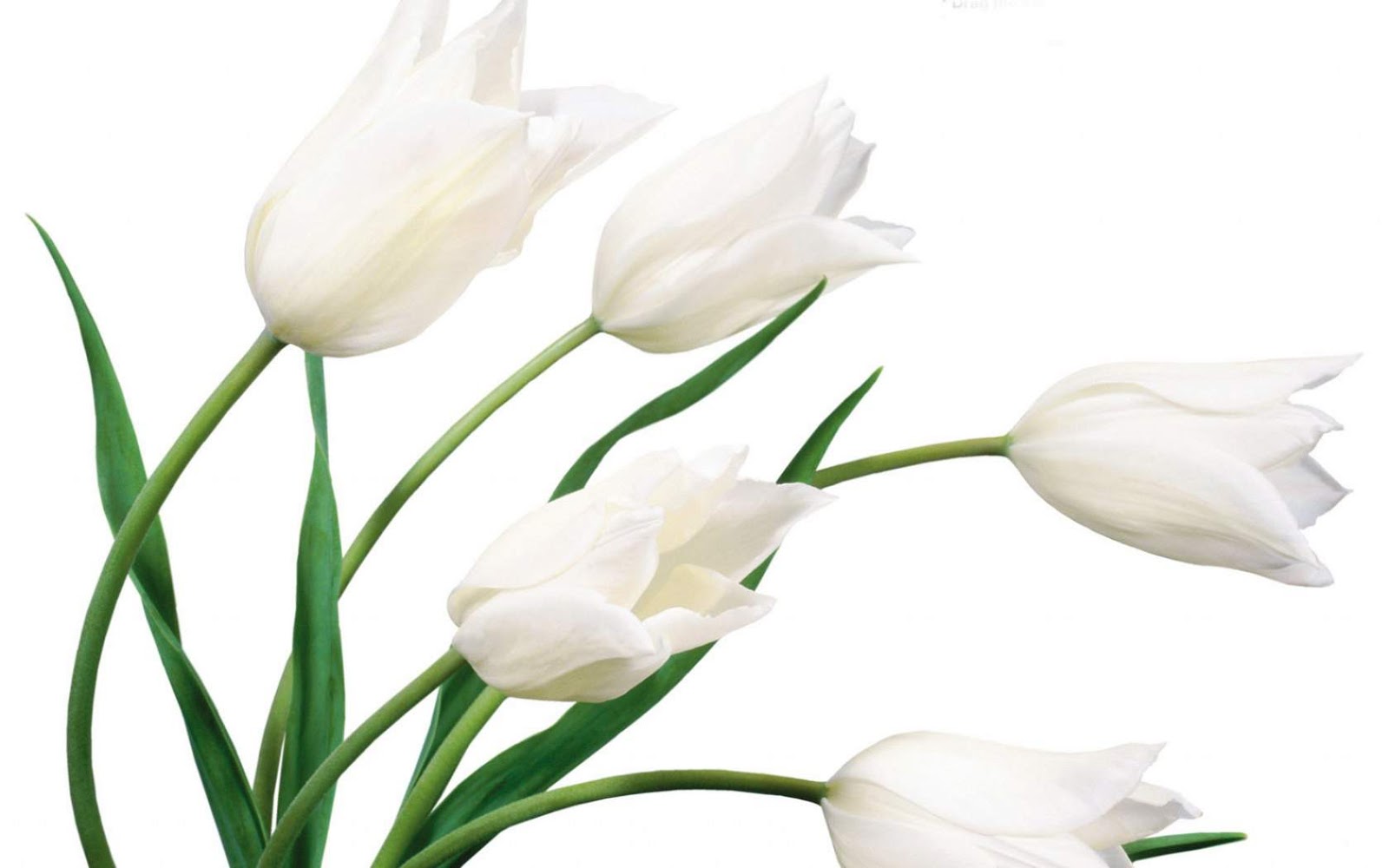 flowers for flower lovers.: Beautiful white flowers wallpapers.