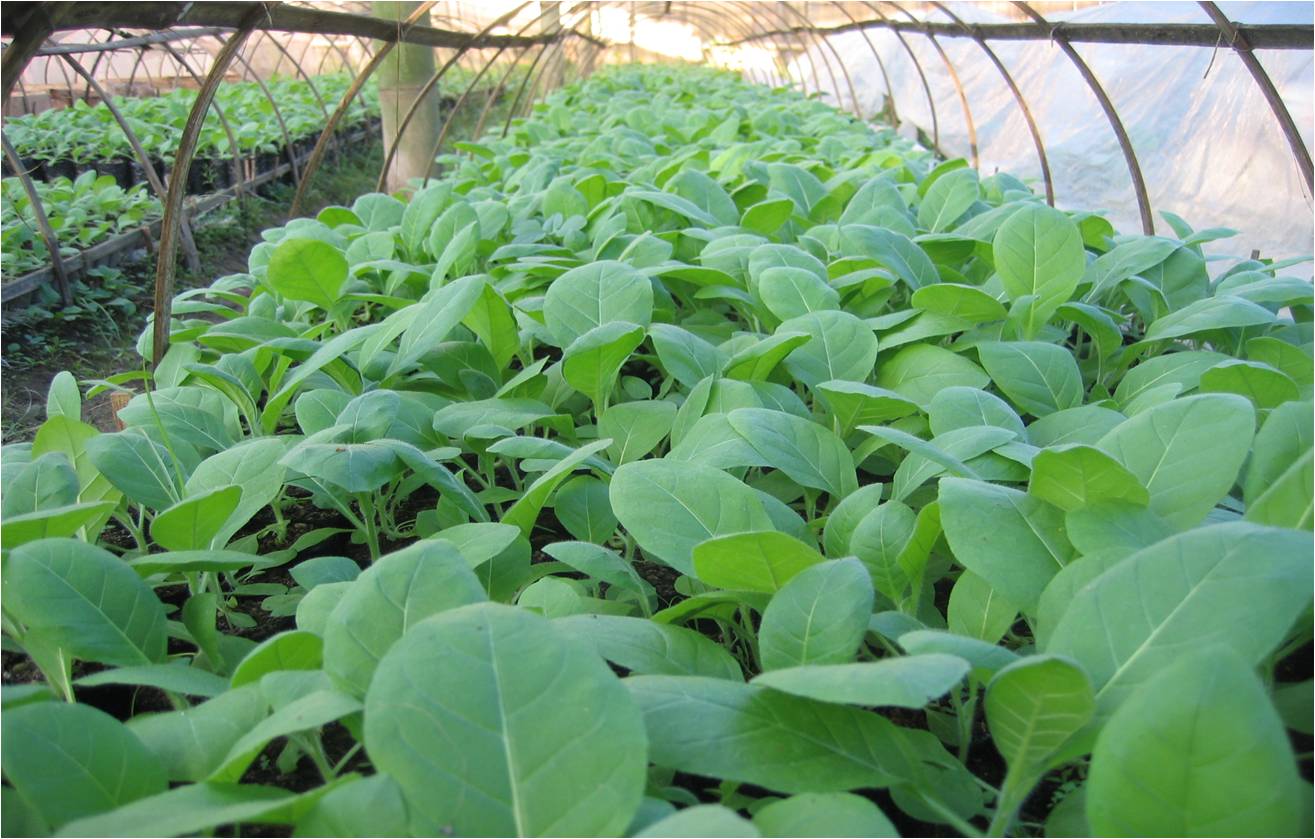 Pembibitan Tembakau ~ Tembakau Tambeng Jember