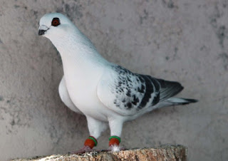 Ù
ا Ù٠طعاÙ
Ø§ÙØÙ
اÙ
اÙÙ
ÙØ¶Ù - Ù
اذا ÙØ£ÙÙ Ø§ÙØÙ
اÙ
Pigeons Ù
ا Ù٠طعاÙ
Ø§ÙØÙ
اÙ
اÙÙ
ÙØ¶Ù - Ù
اذا ÙØ£ÙÙ Ø§ÙØÙ
اÙ