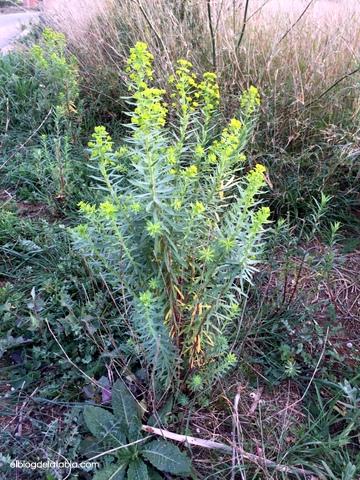 Euphorbia sp