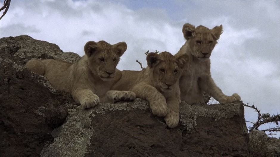 VIVENDO LIVREMENTE (DUAL ÁUDIO/720P) – 1972 FormatFactoryVivendo%2BLivremente%2B1972%2B720p.mkv_snapshot_00.29.20.636