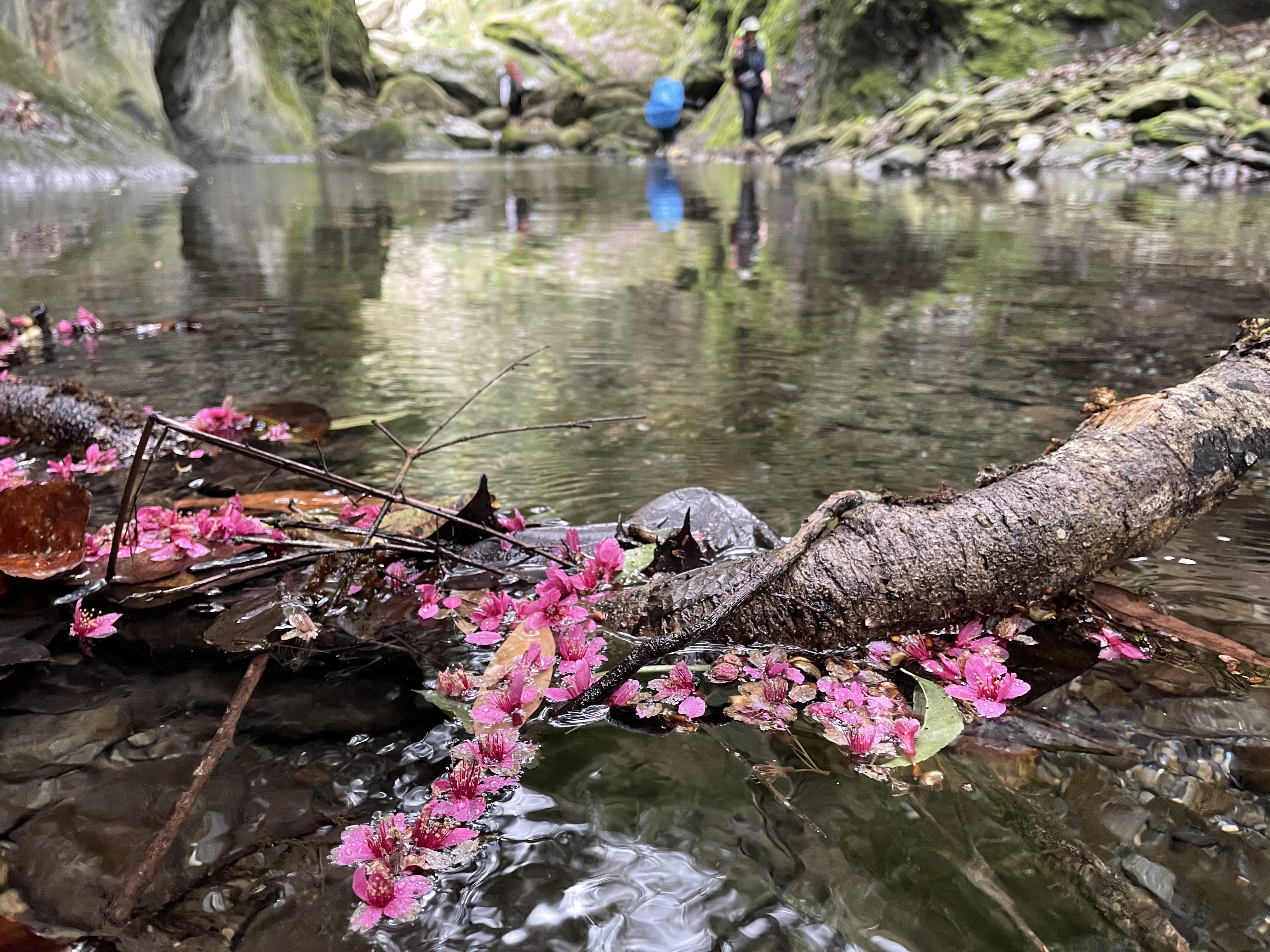 休督溪水中的櫻花瓣